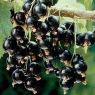 Black currant preserve (Sipan)